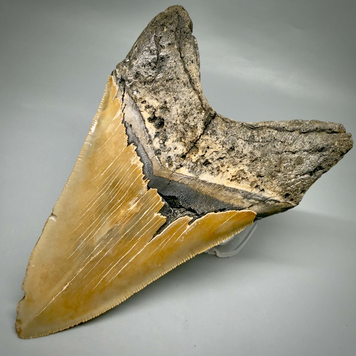 Back Right View Colorful, sharply serrated Lower 5.18" Authentic Megalodon Tooth – North Carolina Fossil | Carcharocles megalodon megalodonteeth.com CM6700
