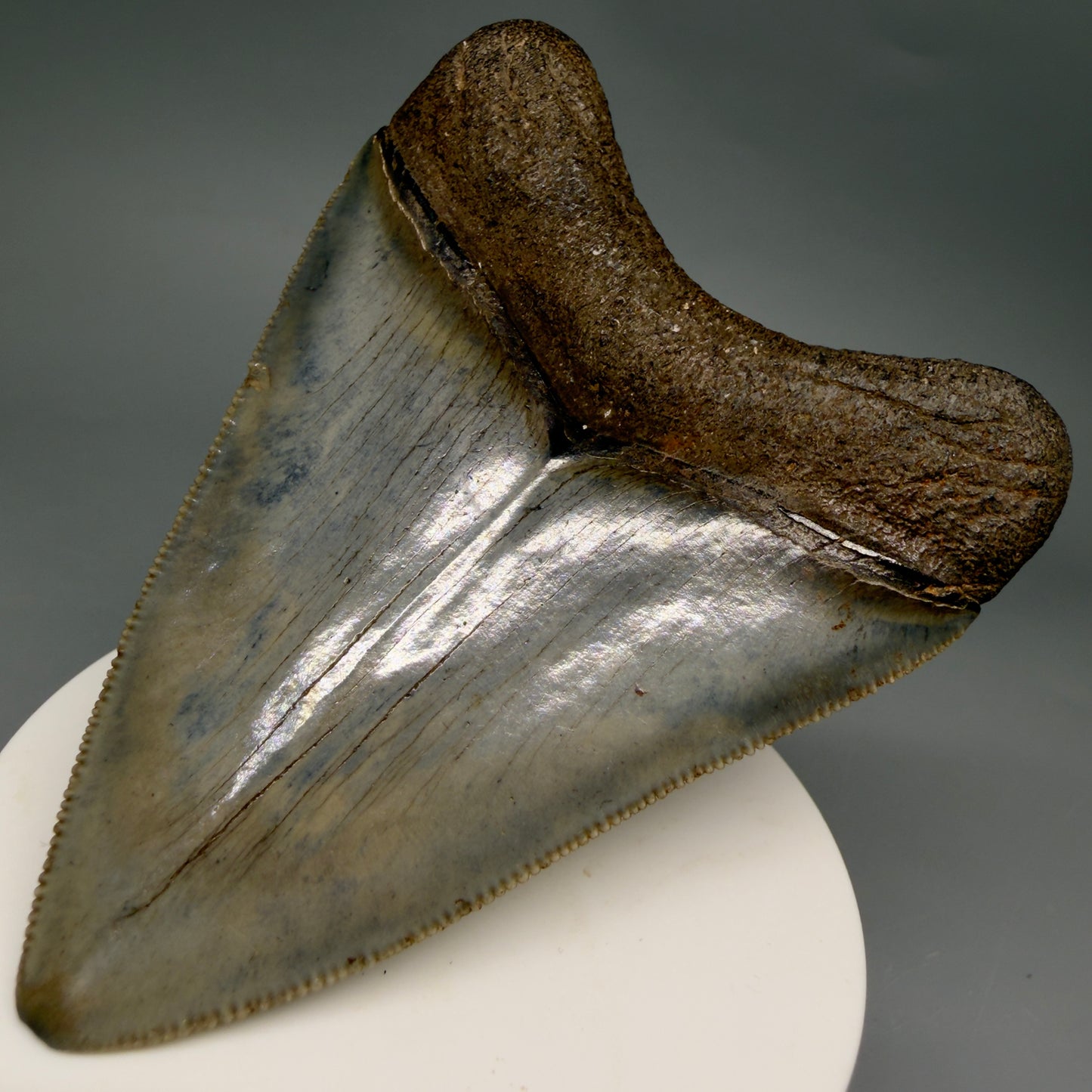 Back Right View Colorful, sharply serrated, heart-shaped 3.41" Fossil Megalodon Tooth from Georgia, USA megalodonteeth.com CM6527