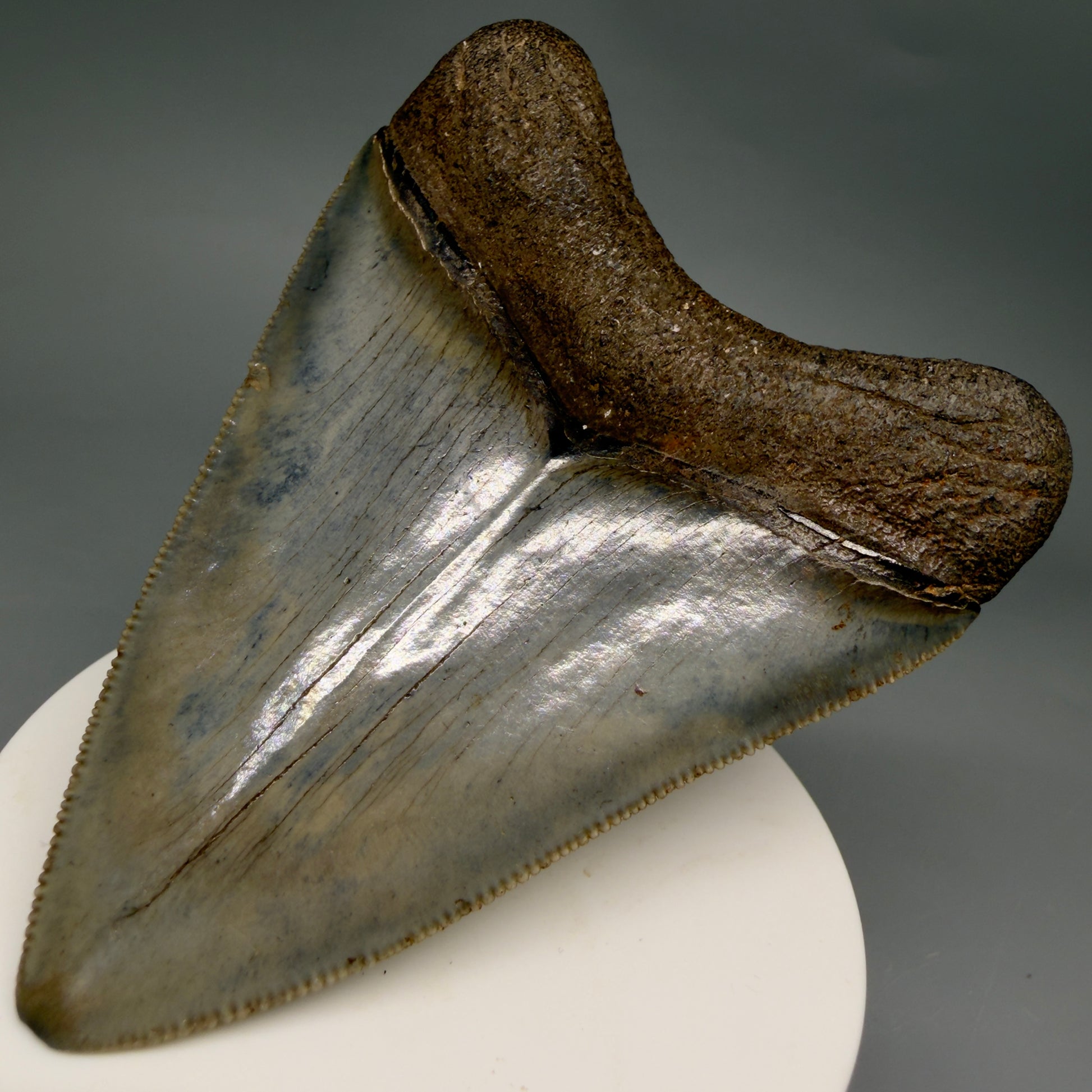 Back Right View Colorful, sharply serrated, heart-shaped 3.41" Fossil Megalodon Tooth from Georgia, USA megalodonteeth.com CM6527