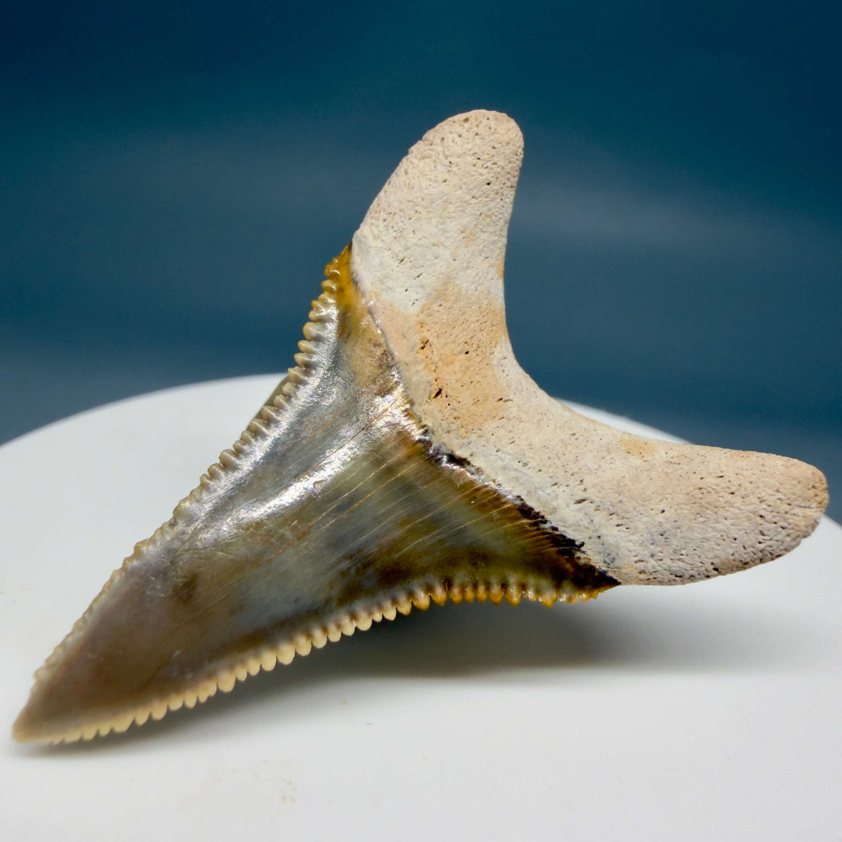 Back Right View Colorful, sharply serrated lower 1.59" Fossil Great White Tooth from Sarasota, Florida megalodonteeth.com GW1381