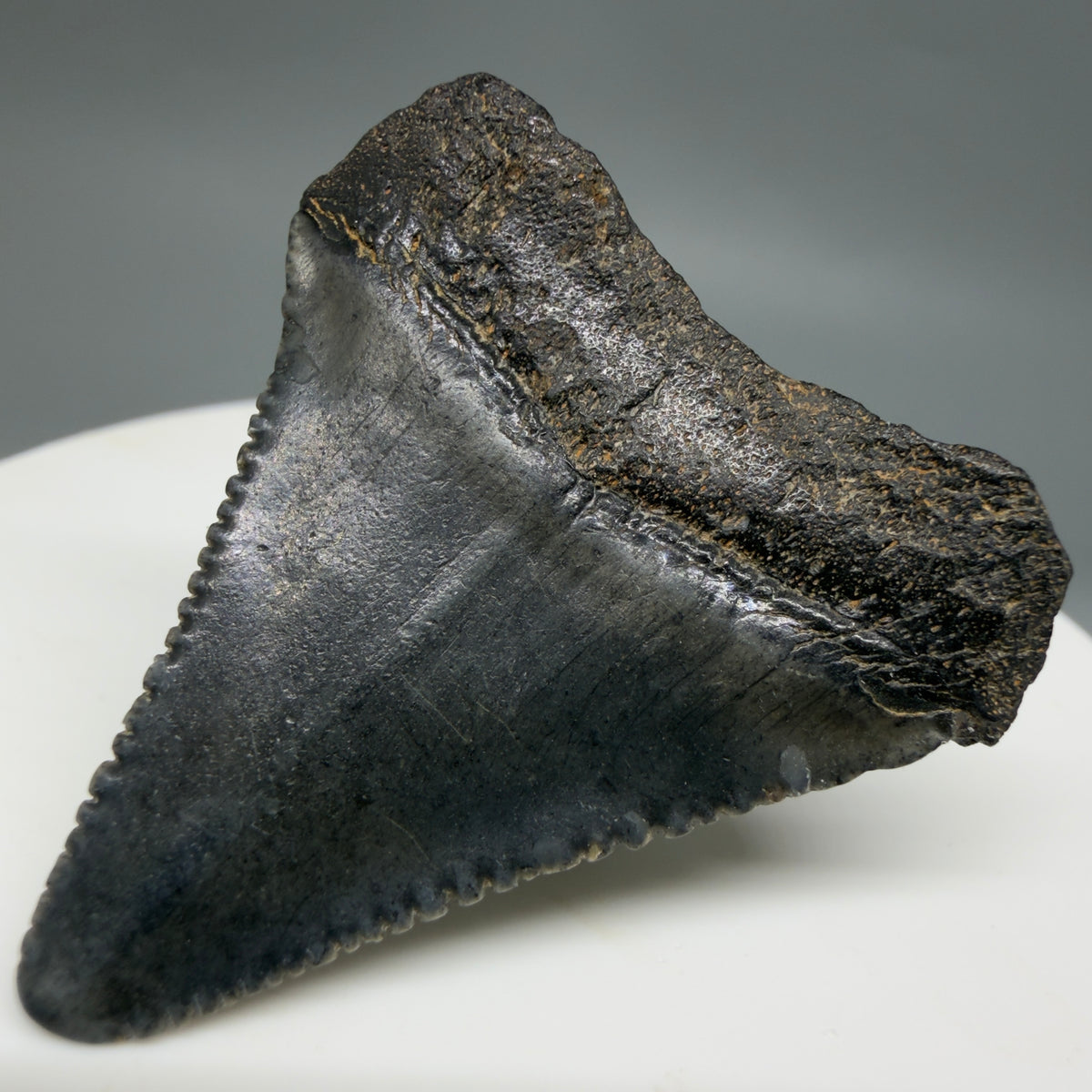 Back Right View Dark colors 1.47" Fossil Great White Shark Tooth - South Carolina megalodonteeth.com GW1385