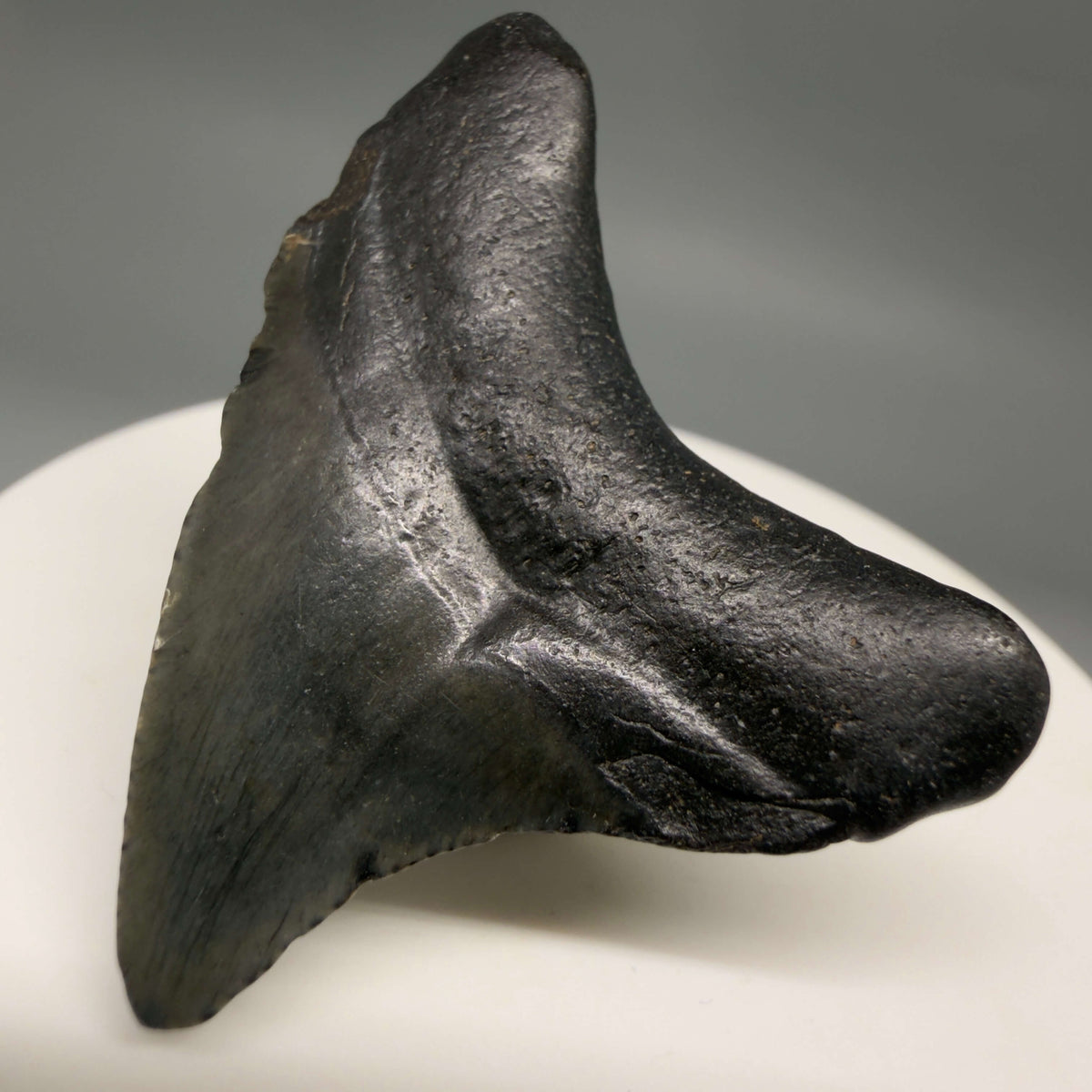 Back Right View Dark colors 1.67" Fossil Megalodon Tooth – South Carolina River Find | Authentic megalodonteeth.com CM6680