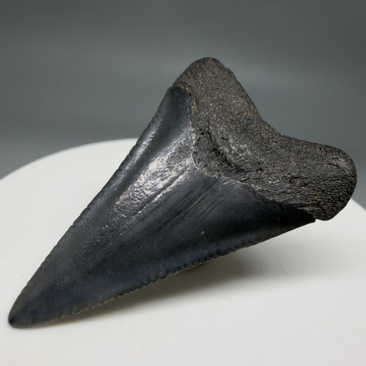 Back Right View Dark colors 1.72" Fossil Great White Shark Tooth - South Carolina megalodonteeth.com GW1387