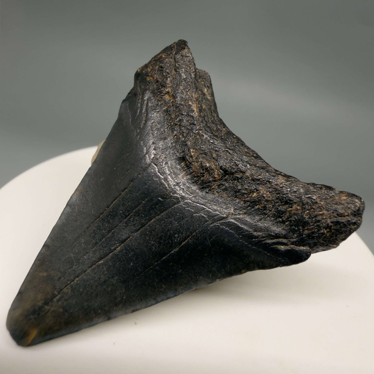 Back Right View Dark colors 1.77" Colorful Fossil Megalodon Tooth – South Carolina River Find | Authentic megalodonteeth.com CM6682