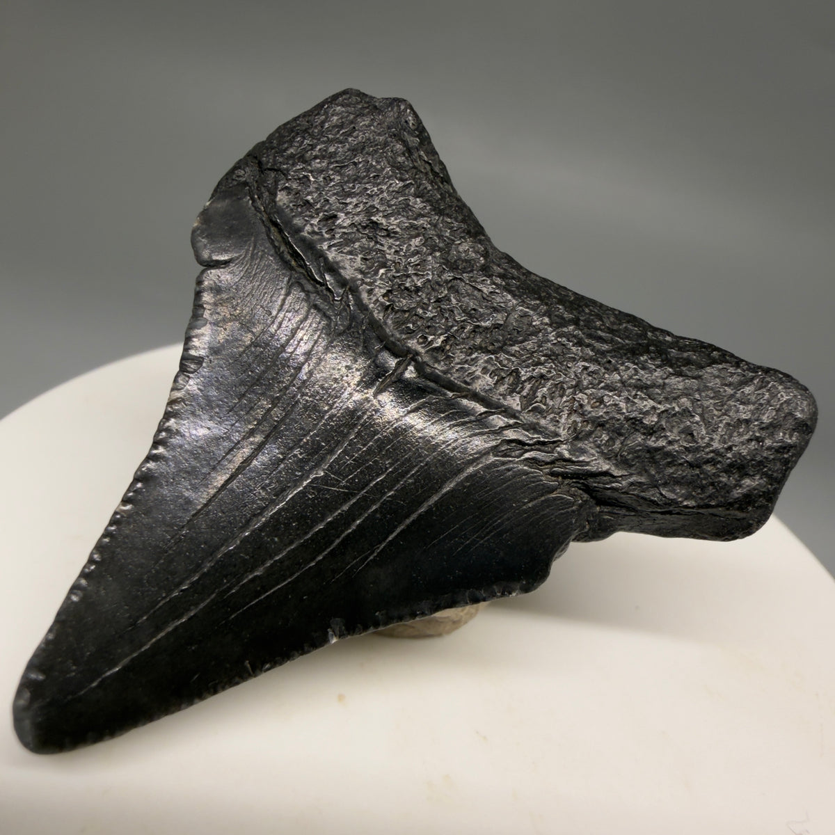Back Right View Dark colors 1.82" Colorful Fossil Megalodon Tooth – South Carolina River Find | Authentic megalodonteeth.com CM6725 