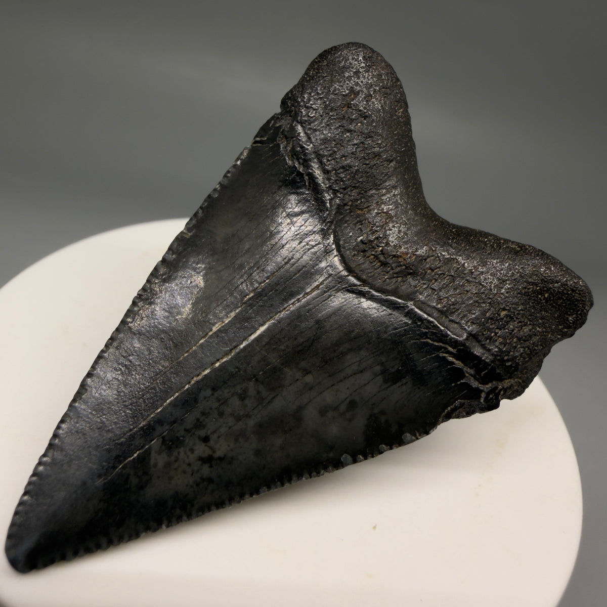 Back Right View Dark colors 2.09" Colorful Fossil Megalodon Tooth – South Carolina River Find | Authentic megalodonteeth.com CM6724