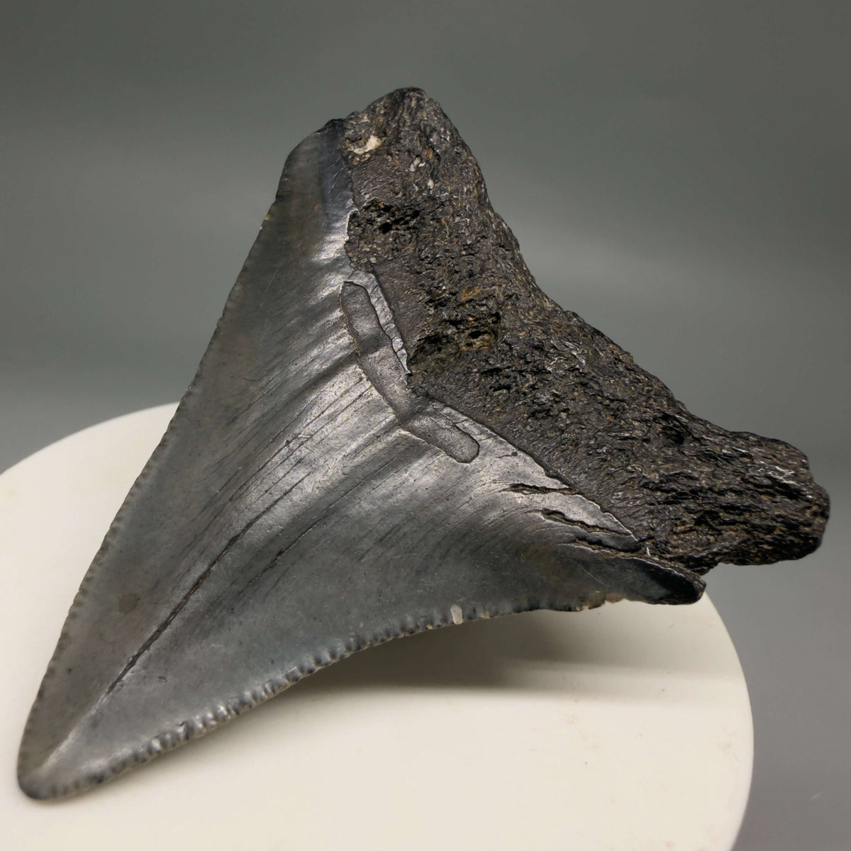 Back Right View Dark colors 2.33" Colorful Fossil Megalodon Tooth – South Carolina River Find | Authentic megalodonteeth.com CM6695