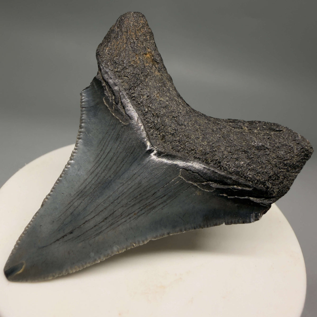 Back Right View Dark colors 2.35" Fossil Megalodon Tooth – South Carolina River Find | Authentic megalodonteeth.com CM6691