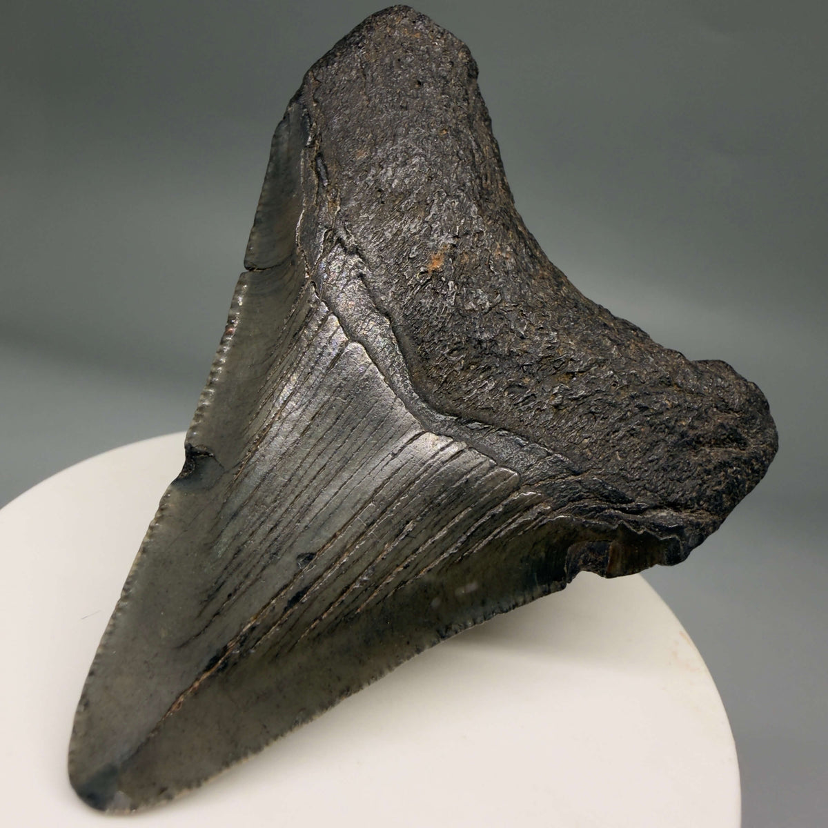 Back Right View Dark colors 2.66" Colorful Fossil Megalodon Tooth – South Carolina River Find | Authentic megalodonteeth.com CM6696