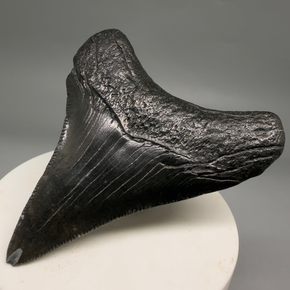 Back Right View Dark colors 2.74" Colorful Fossil Megalodon Tooth – South Carolina River Find | Authentic megalodonteeth.com CM6697