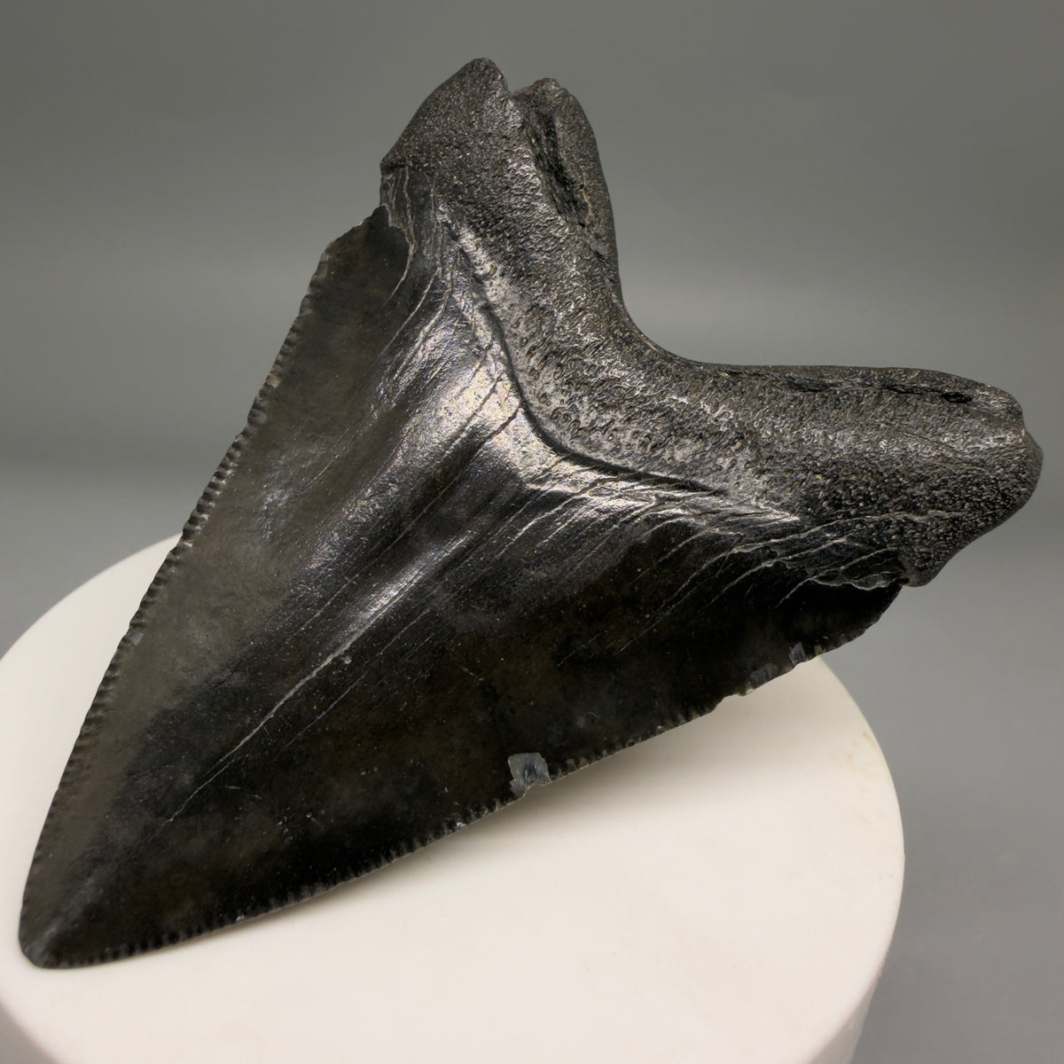 Back Right View Dark colors 2.74" Colorful Fossil Megalodon Tooth – South Carolina River Find | Authentic megalodonteeth.com CM6698