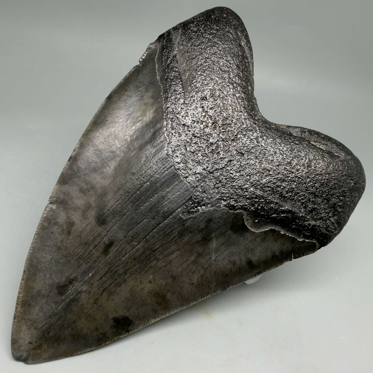 Back Right View Dark colors, heart-shaped 5.78" Fossil Megalodon Shark Tooth - Georgia megalodonteeth.com  CM6709