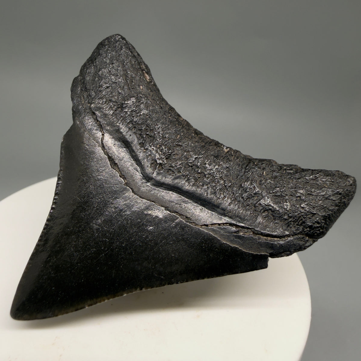 Back Right View Dark colors, lateral 2.21" Colorful Fossil Megalodon Tooth – South Carolina River Find | Authentic megalodonteeth.com CM6689