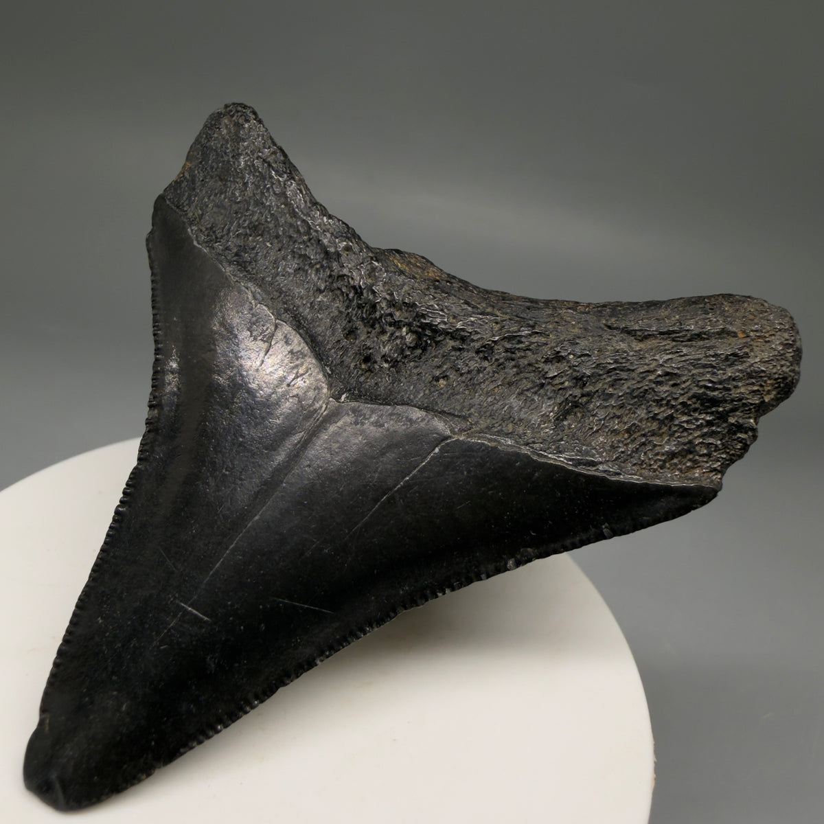 Back Right View Dark colors, serrations 2.72" Megalodon Tooth from South Carolina megalodonteeth.com CM6740