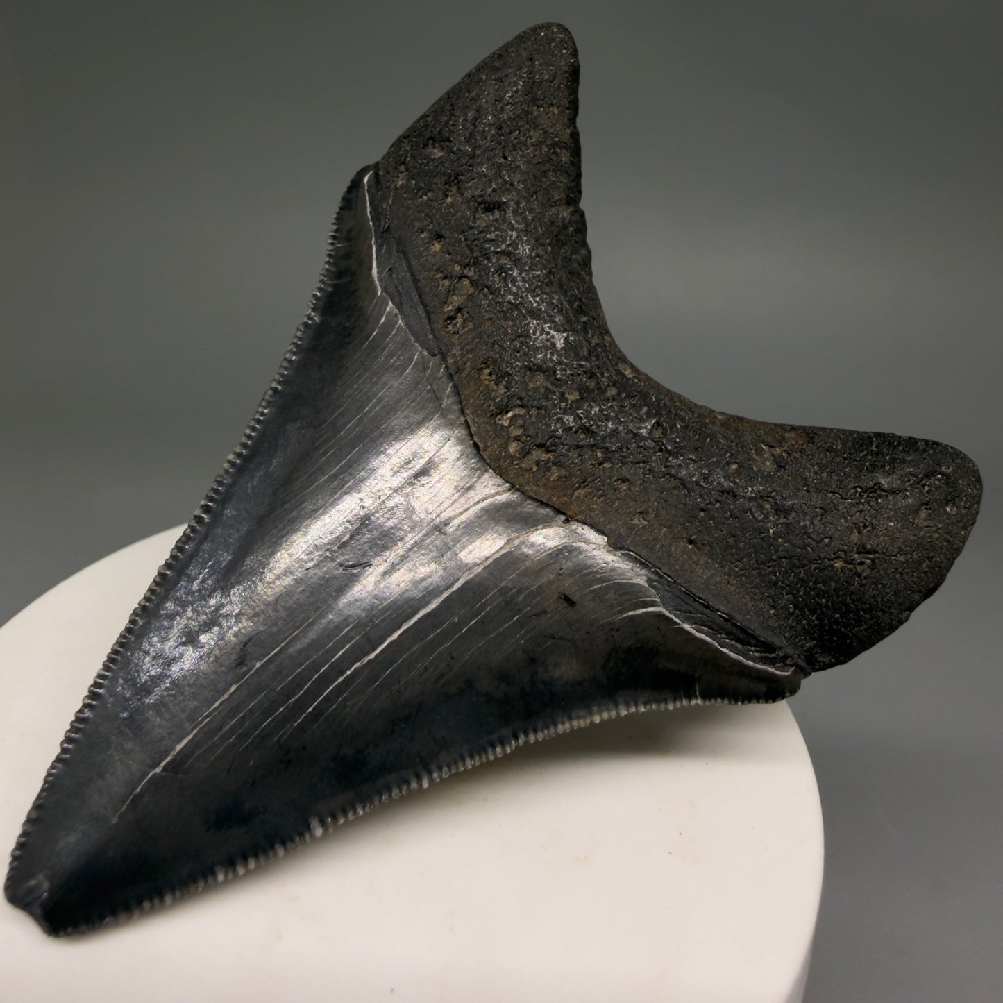 Back Right View Dark colors, serrations 2.97" Megalodon Tooth from South Carolina megalodonteeth.com CM6556