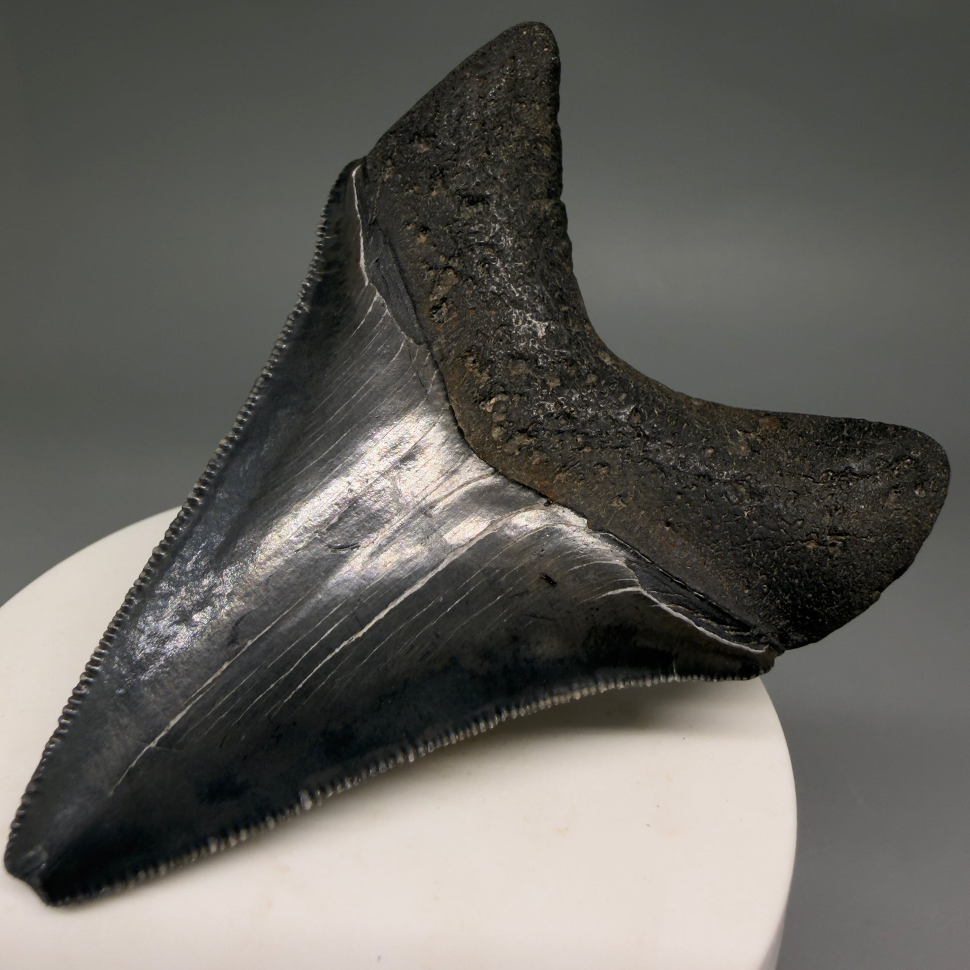 Back Right View Dark colors, serrations 2.97" Megalodon Tooth from South Carolina megalodonteeth.com CM6556