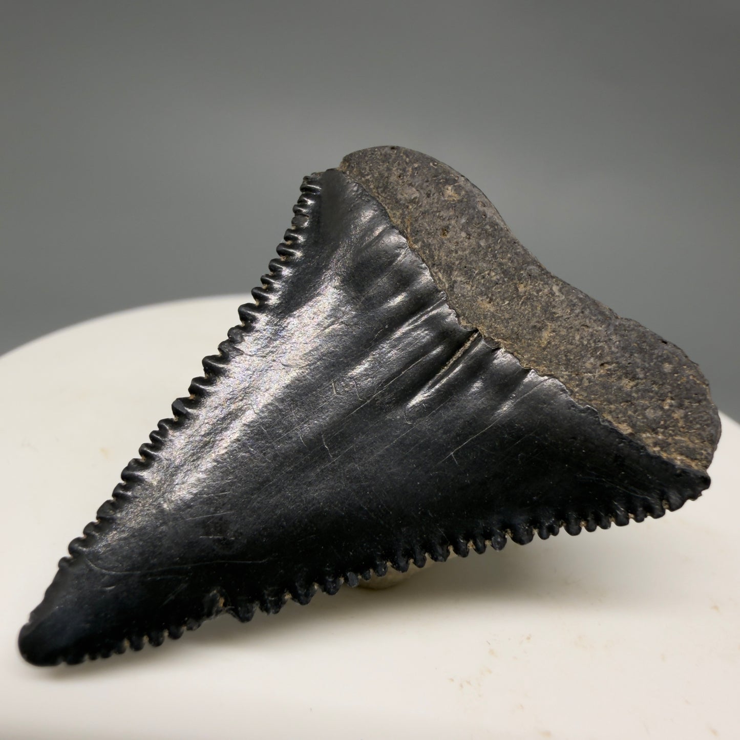 Back Right View Dark colors, sharply serrated 1.45" Fossil Great White Shark Tooth - South Carolina GW1363