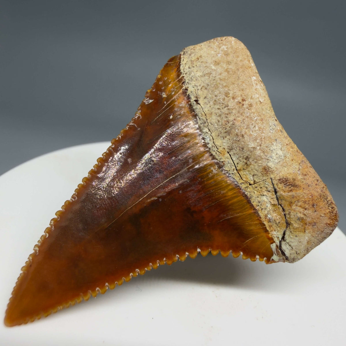 Back Right View Exquisite Red, serrated 1.96" long Fossil Great White Tooth from the deserts of Peru megalodonteeth.com GW1377
