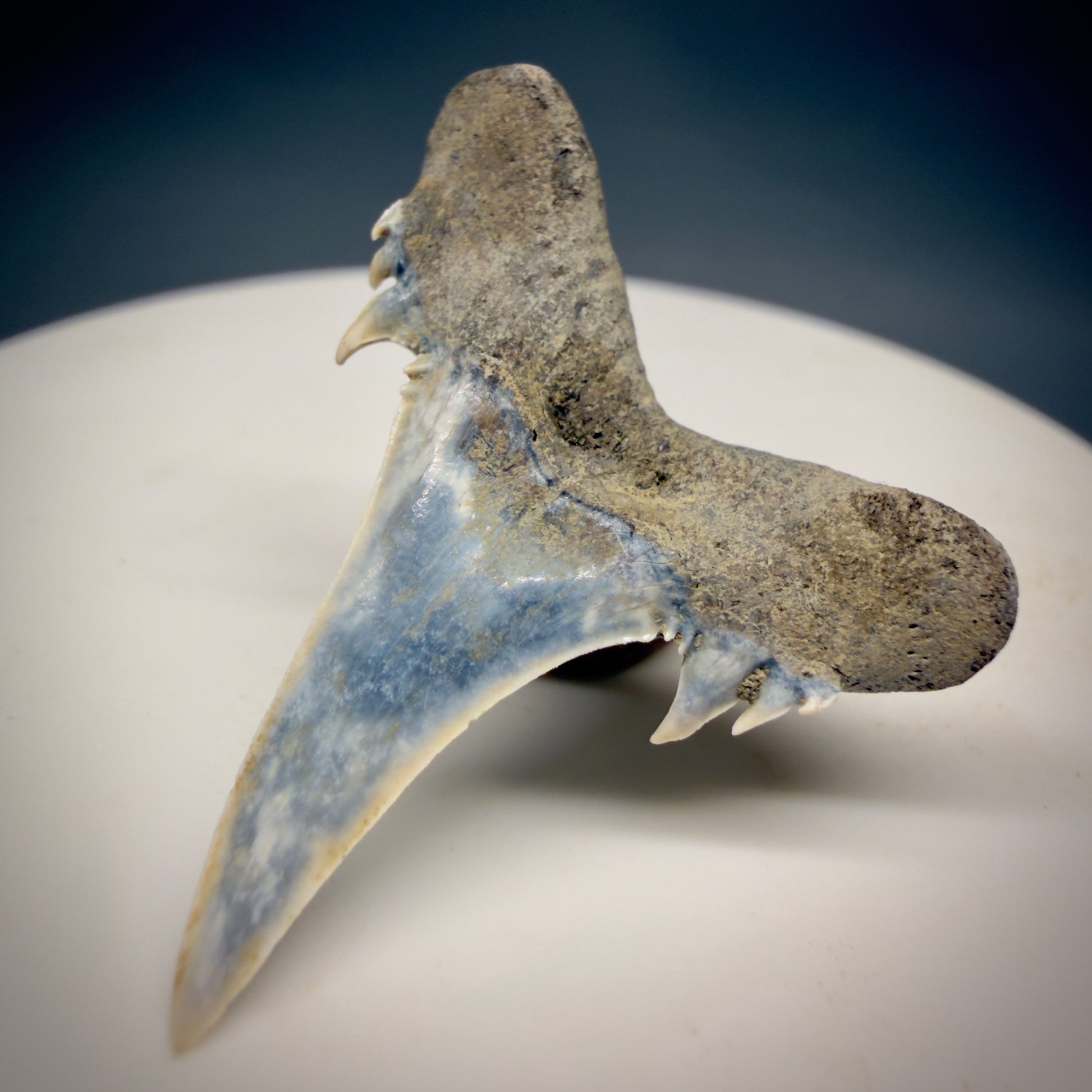 Back Right View Exquisite blue, triple cusped  1.30" Fossil Extinct Sand Tiger Shark tooth from Russia megalodonteeth.com R655