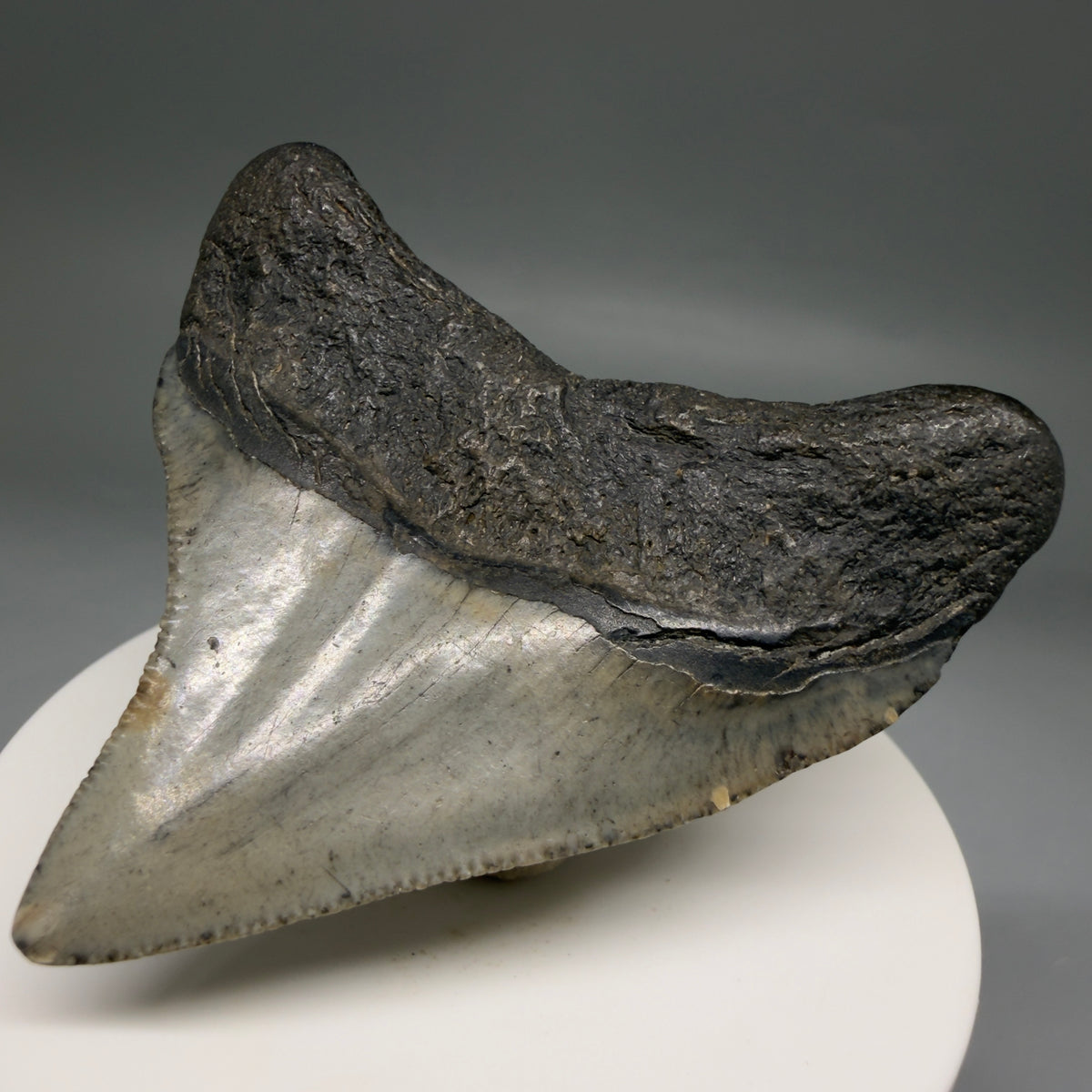 Back Right View Gorgeous 2.49" Colorful Fossil Megalodon Tooth – South Carolina River Find | Authentic megalodonteeth.com CM6738