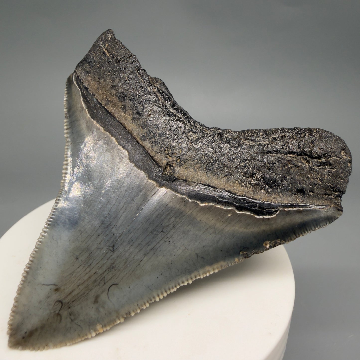 Back Right View Gorgeous 2.82" Colorful Fossil Megalodon Tooth – South Carolina River Find | Authentic megalodonteeth.com CM6554