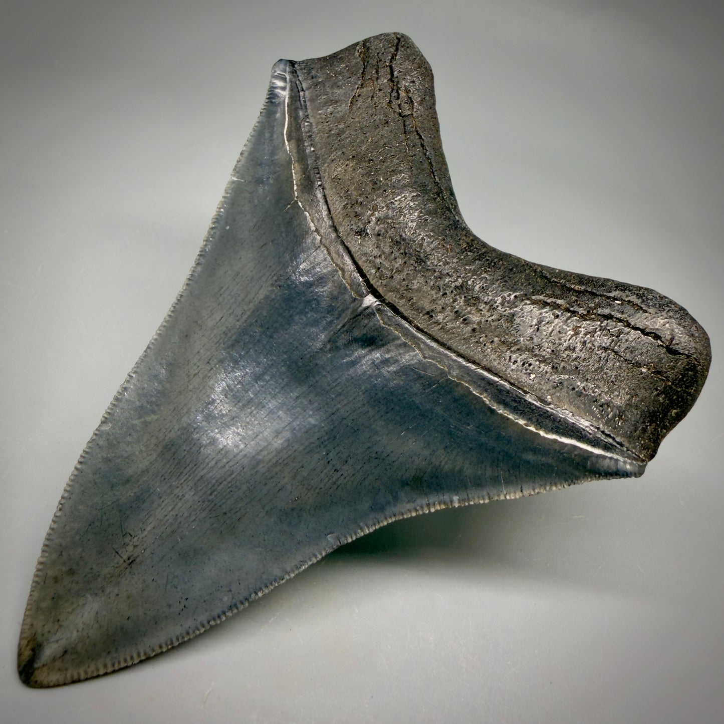 Back Right View Gorgeous 4.32" Fossil Megalodon Shark Tooth - Georgia - Collector's Quality megalodonteeth.com CM6604