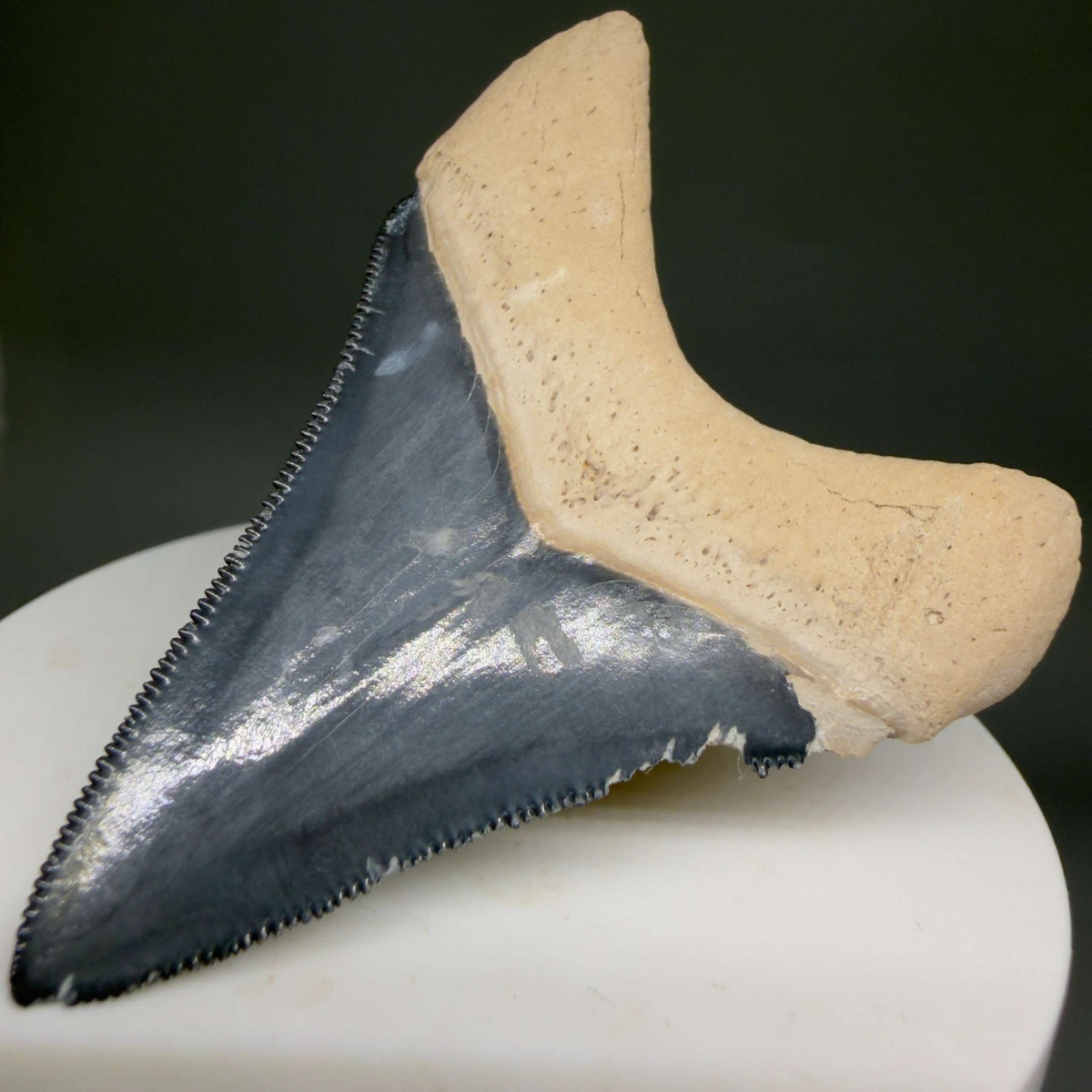 Back Right View Gorgeous blue, serrated 2.47" Fossil Megalodon Shark Tooth - Bone Valley, Florida megalodonteeth.com CM6678