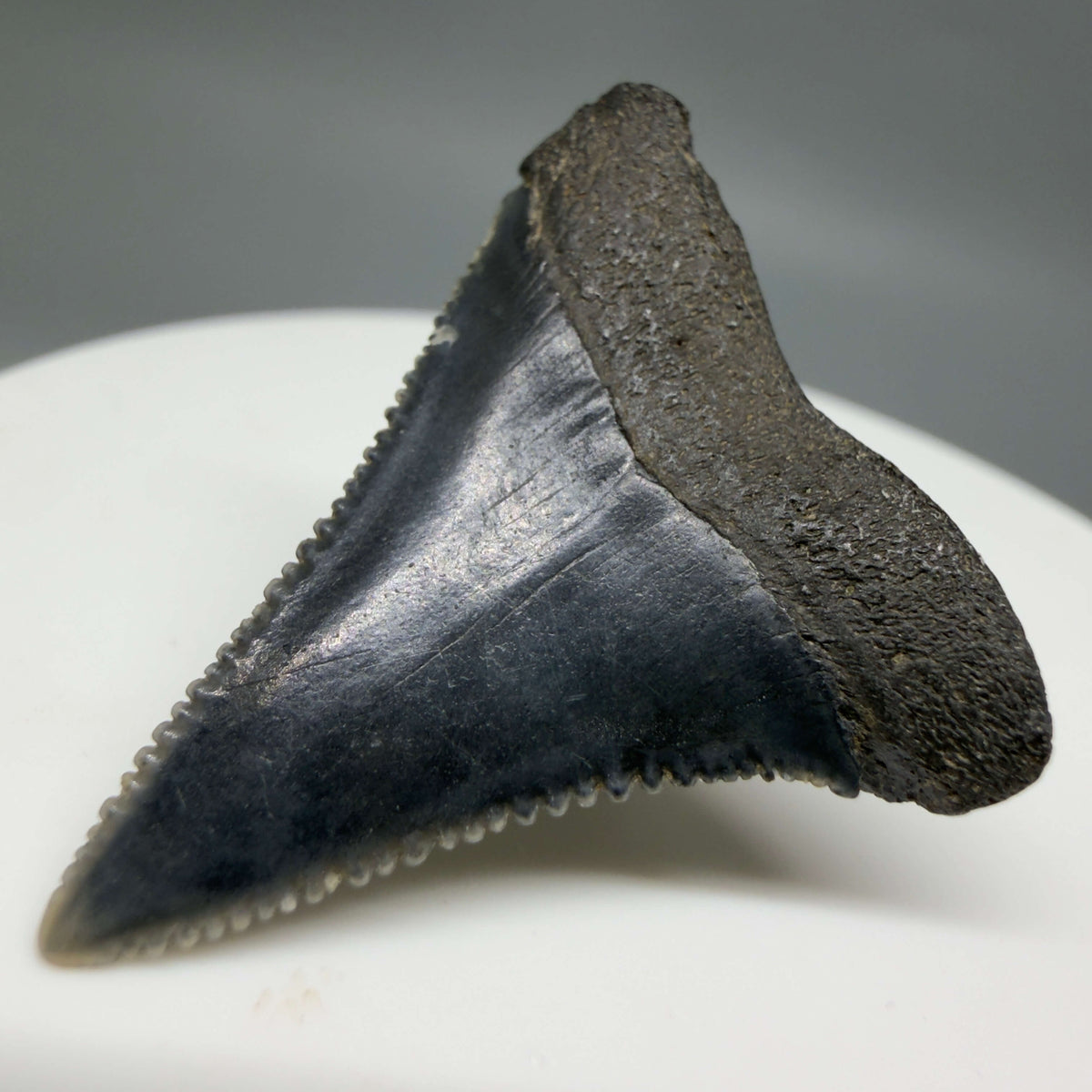 Back Right View Gorgeous colors and prints 1.31" Fossil Great White Shark Tooth - South Carolina megalodonteeth.com GW1384 