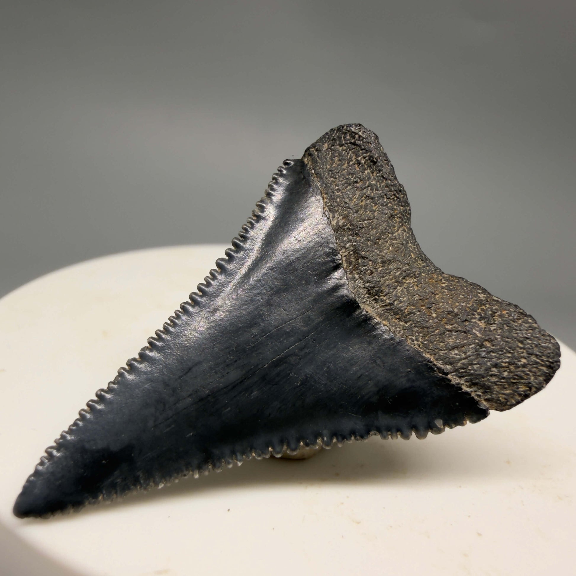 Back Right View Gorgeous colors and prints 1.50" Fossil Great White Shark Tooth - South Carolina GW1362
