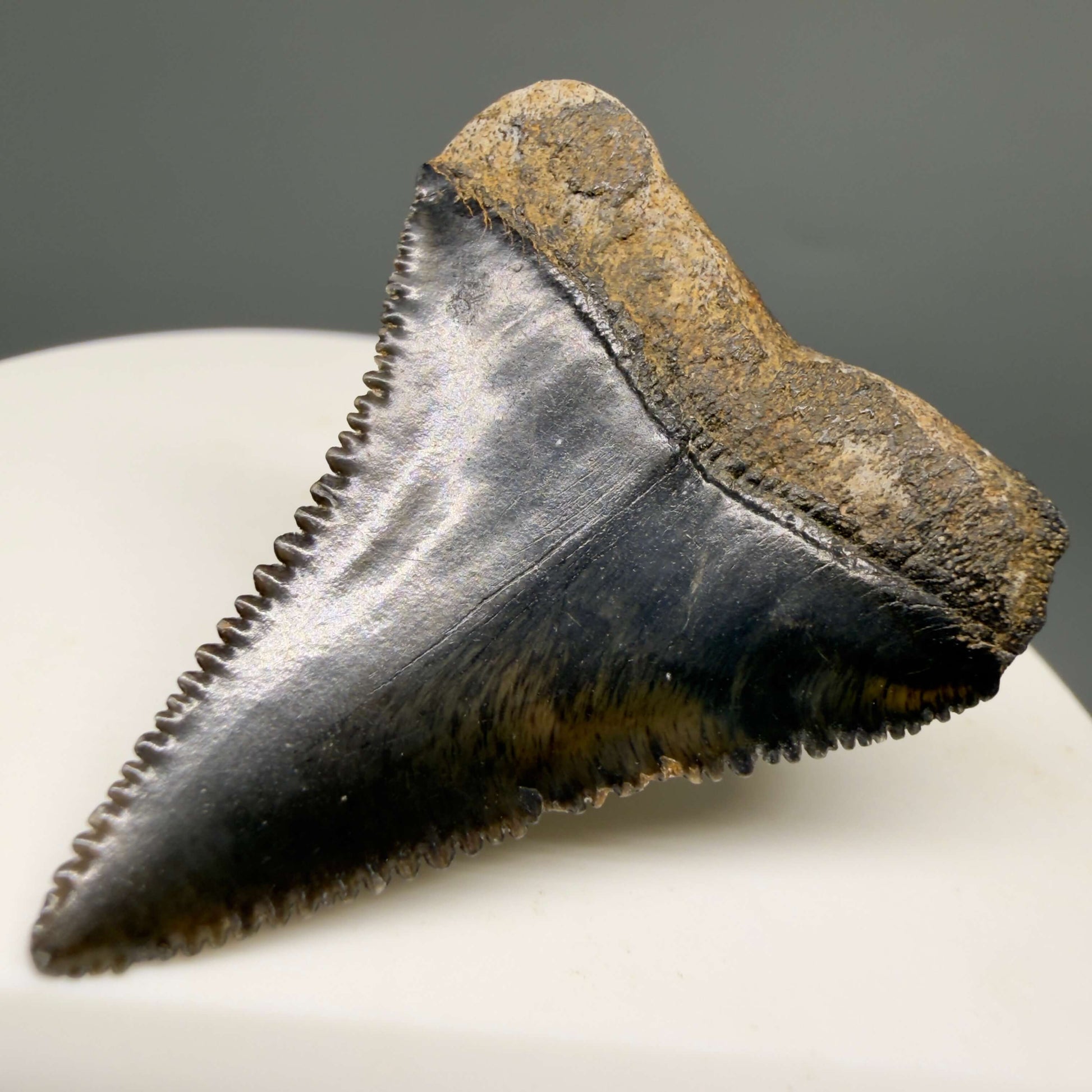 Back Right View Gorgeous colors and prints 1.57" Fossil Great White Shark Tooth - South Carolina GW1364
