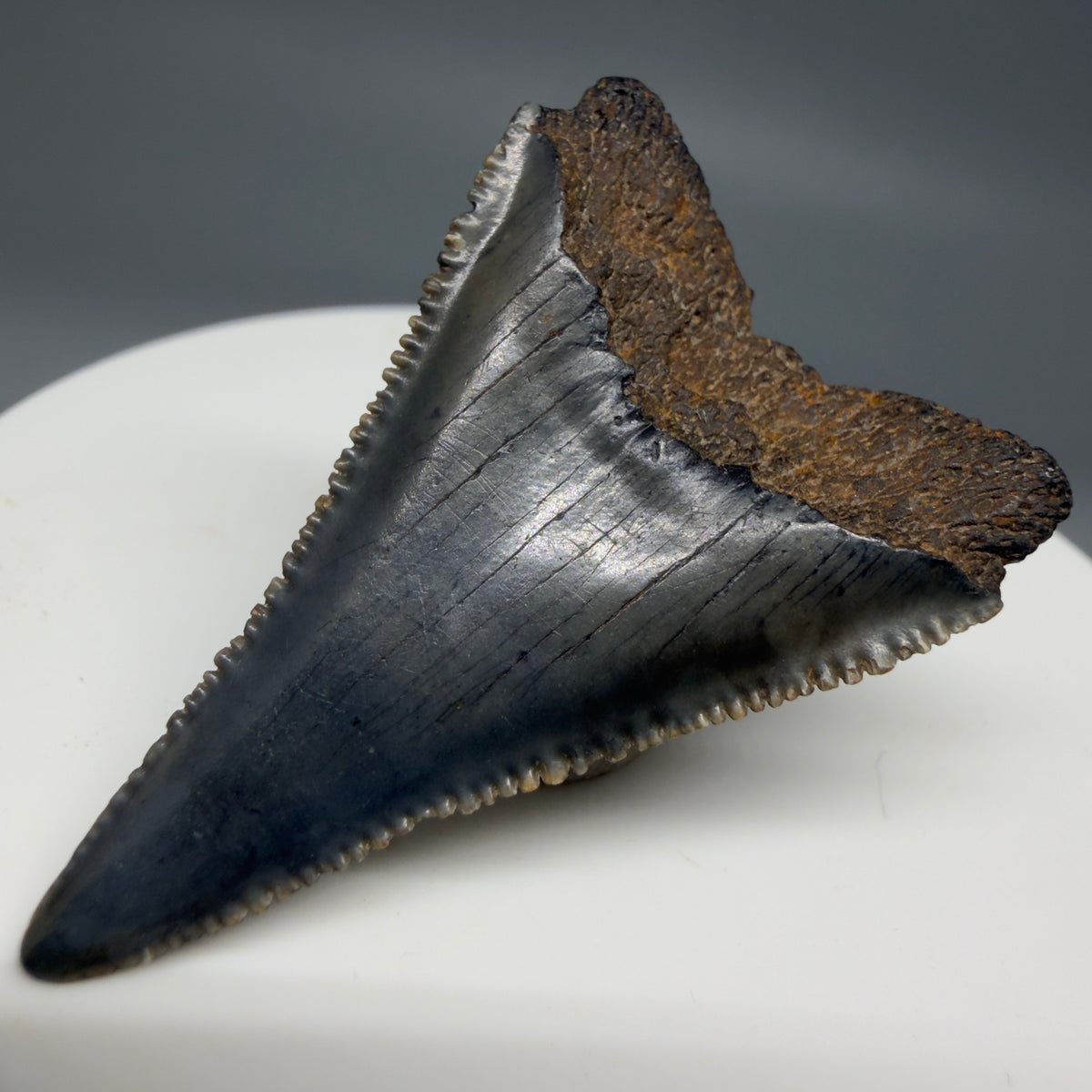 Back Right View Gorgeous colors and prints 1.60" Fossil Great White Shark Tooth - South Carolina megalodonteeth.com GW1386