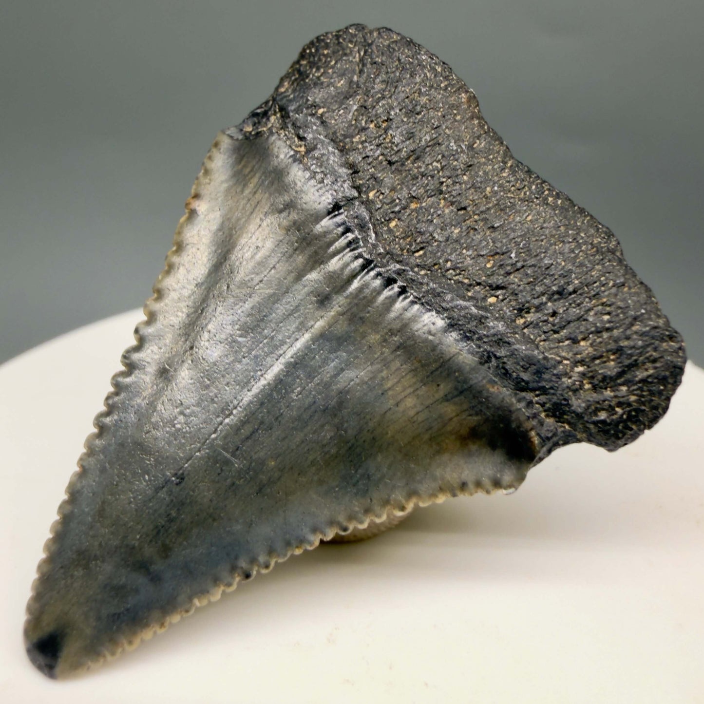 Back Right View Gorgeous colors and prints 1.63" Fossil Great White Shark Tooth - South Carolina GW1365