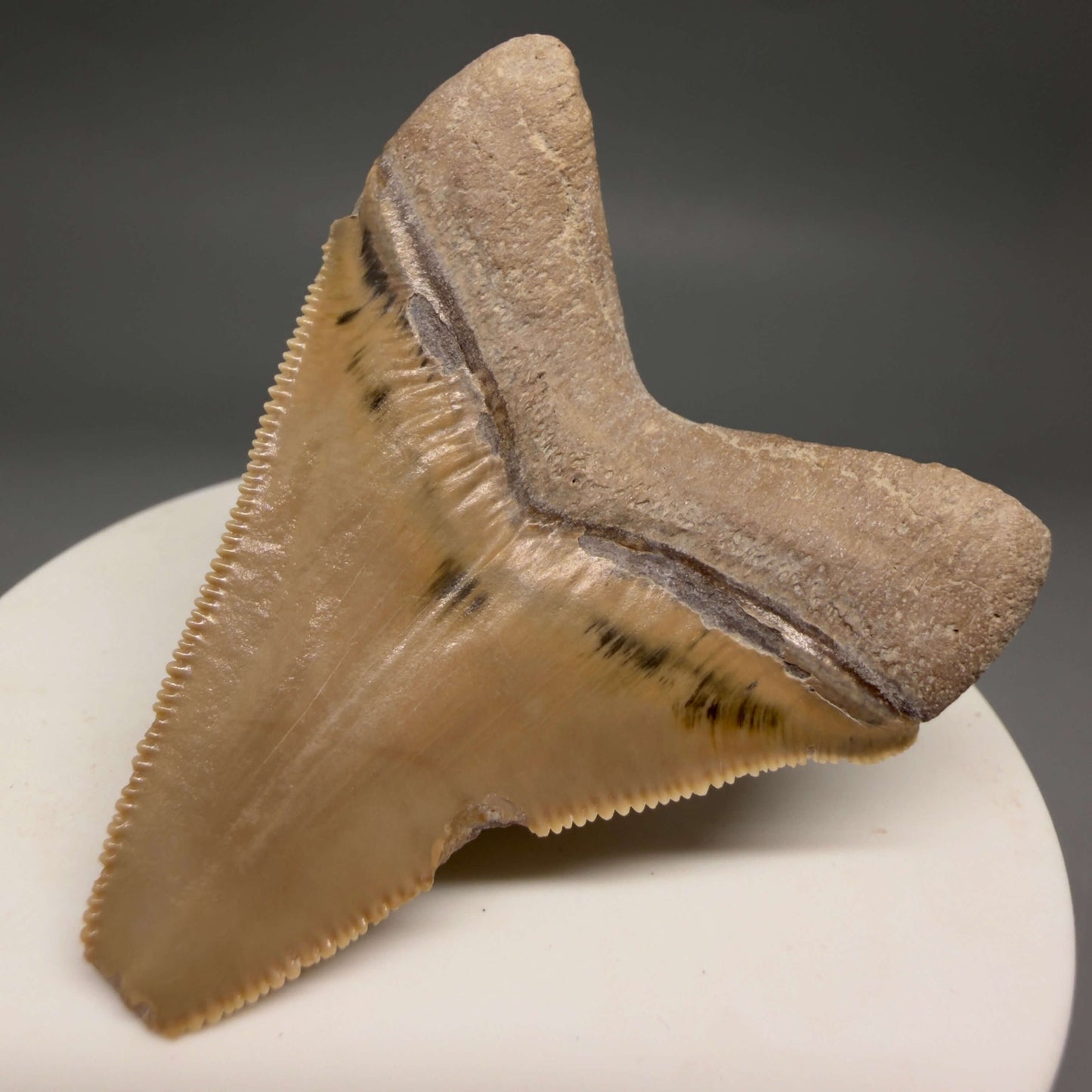 Back Right View Gorgeous heart-shaped, serrated 2.13" Fossil Megalodon Shark Tooth - Bone Valley, Florida megalodonteeth.com CM6676