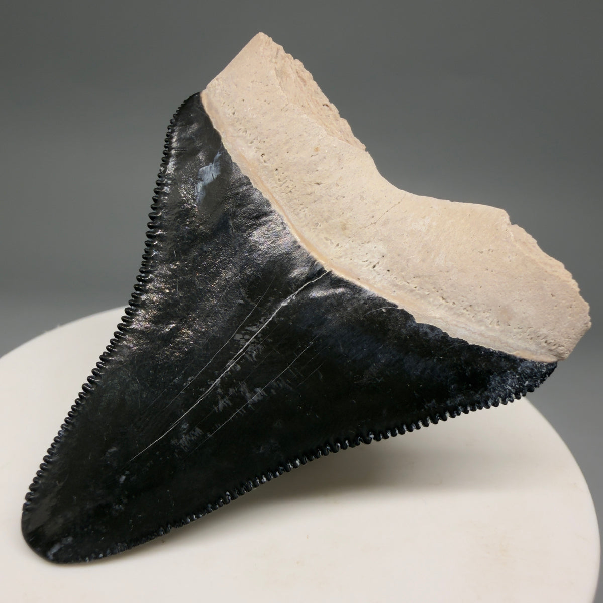 Back Right View Gorgeous, serrated 2.00" Fossil Megalodon Shark Tooth - Bone Valley, Florida mealodonteeth.com CM6677 