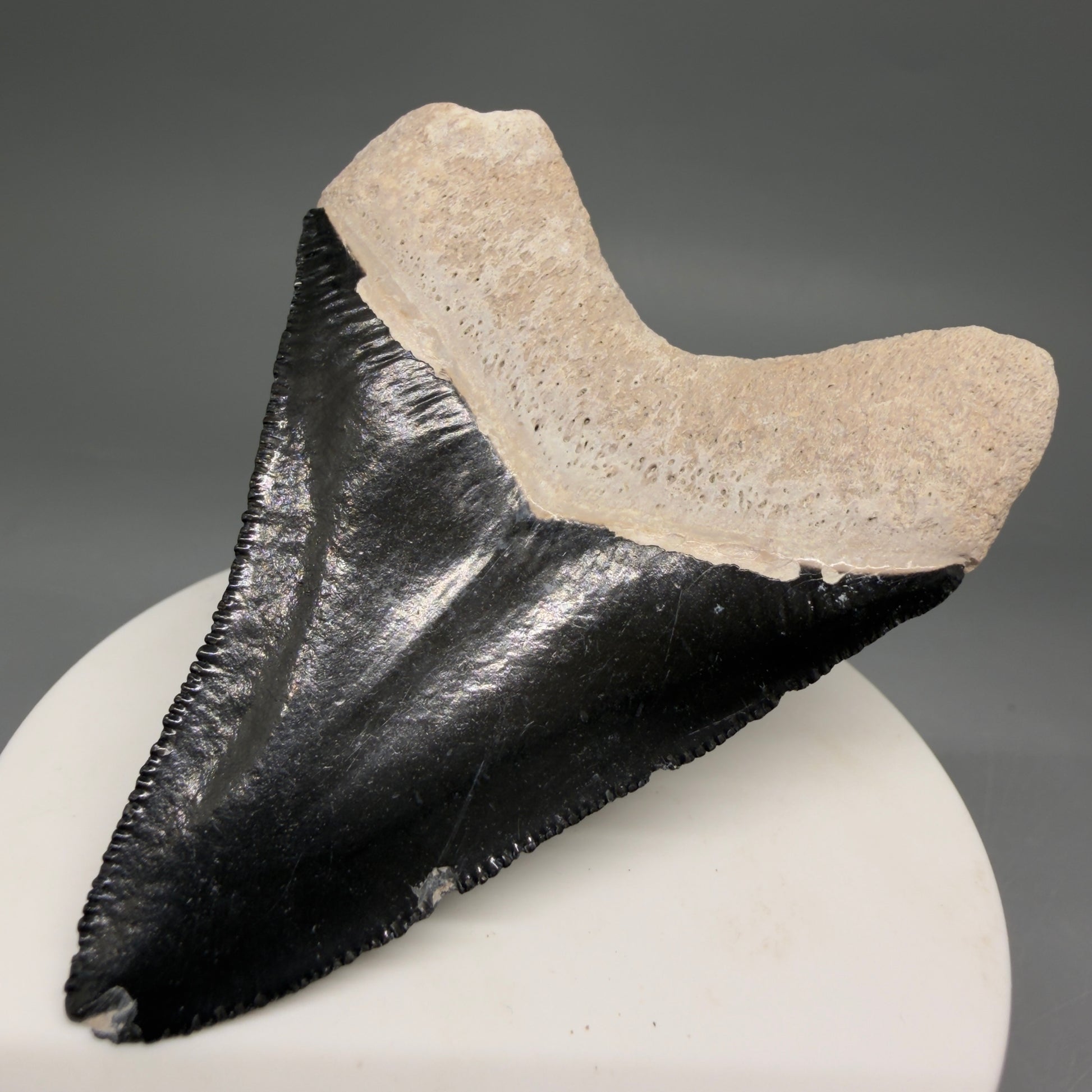 Back Right View Gorgeous, serrated 2.86" Fossil Megalodon Shark Tooth - Bone Valley, Florida megalodonteeth.com CM6679 
