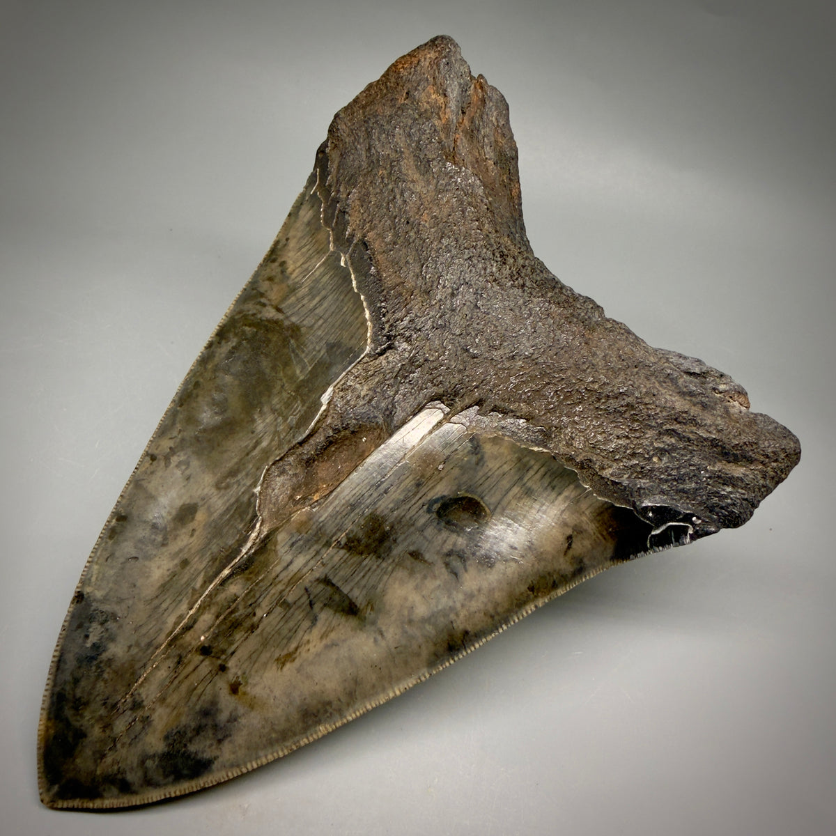 Back Right View HUGE, colorful, serrated 6.23" Fossil Monster Megalodon Tooth - South Carolina, USA megalodonteeth.com CM6603 
