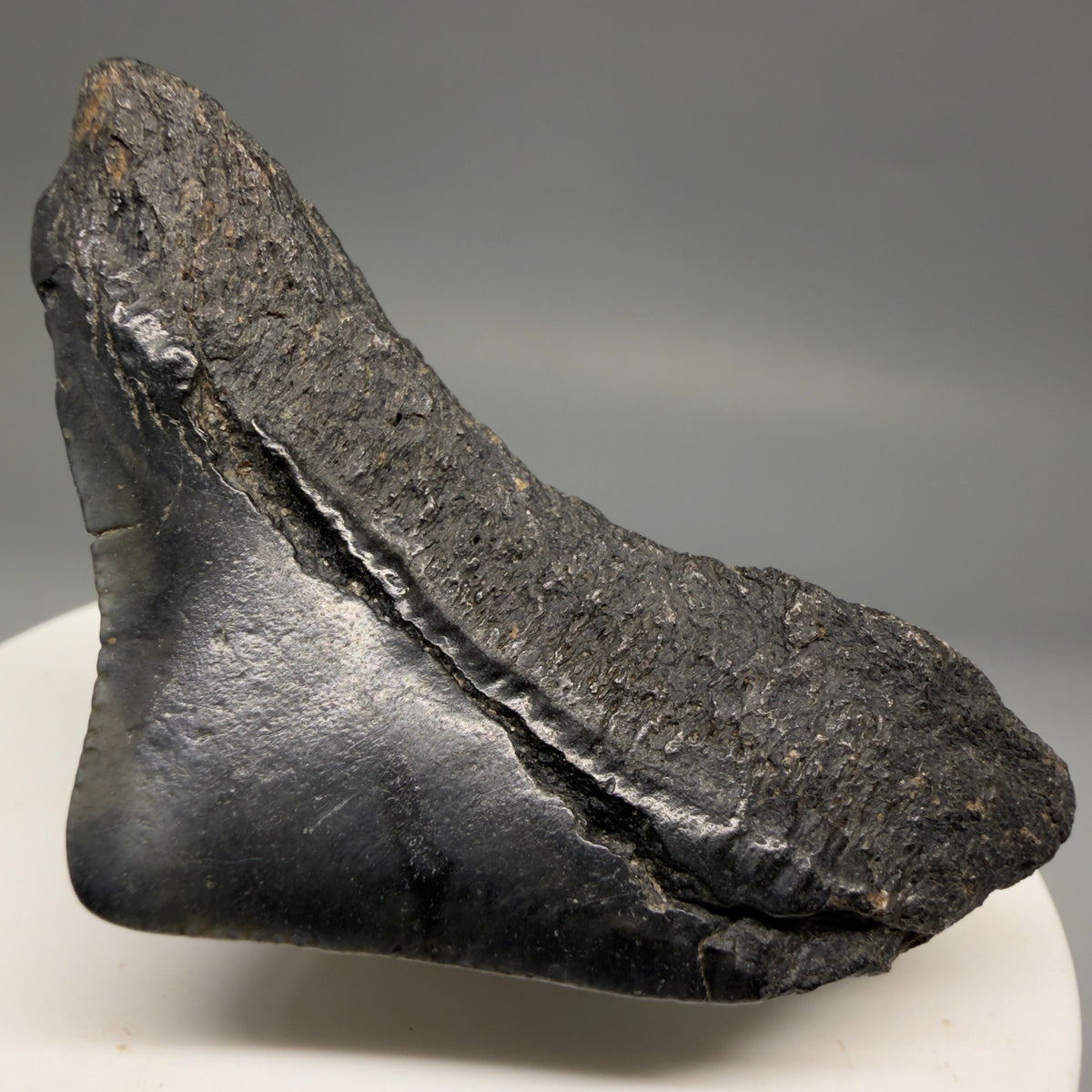 Back Right View HUGE posterior 2.23" Fossil Megalodon Tooth – South Carolina River Find | Authentic megalodonteeth.com CM6686