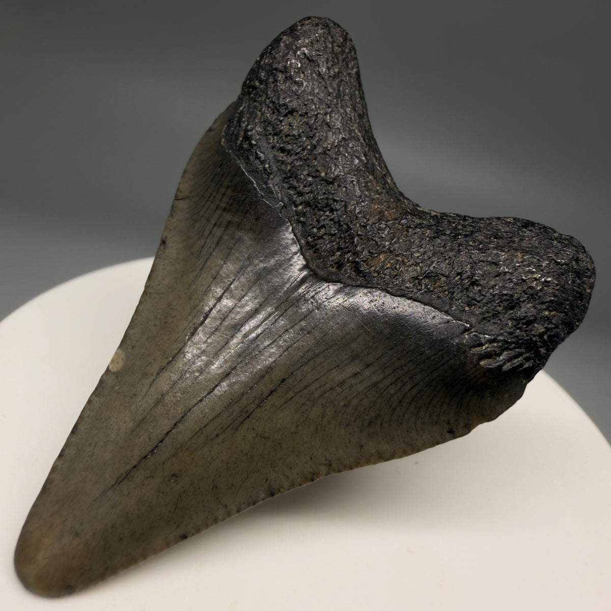 Back Right View Heart-shaped 2.00" Fossil Megalodon Tooth – South Carolina River Find | Authentic megalodonteeth.com CM6684