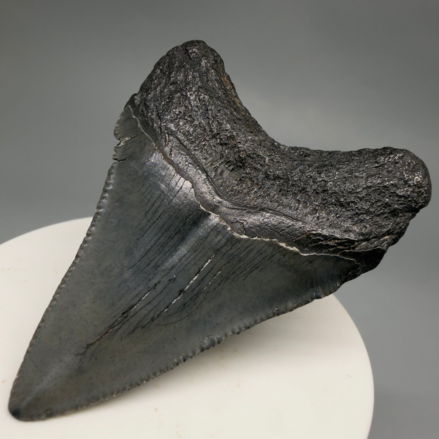 Back Right View Heart-shaped 2.52" Colorful Fossil Megalodon Tooth – South Carolina River Find | Authentic CM6487 