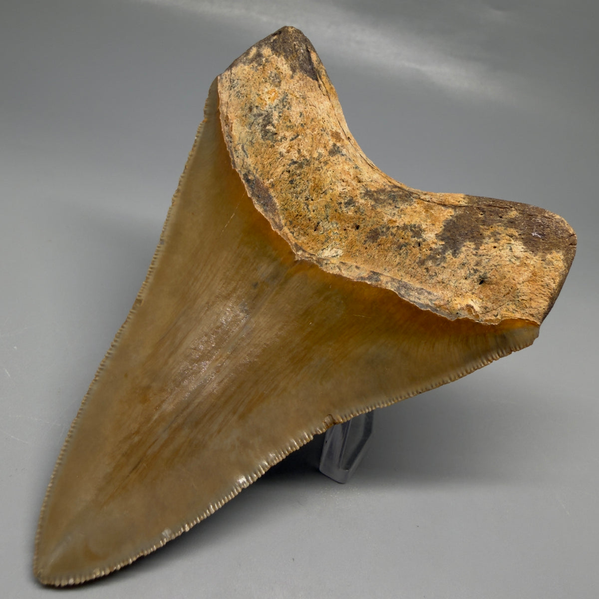 Back Right View Heart-shaped 4.38" Authentic Megalodon Tooth – North Carolina megalodonteeth.com CM6753