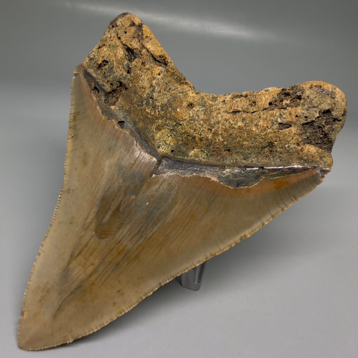 Back Right View Heart-shaped 4.44" Authentic Megalodon Tooth – North Carolina megalodonteeth.com CM6754