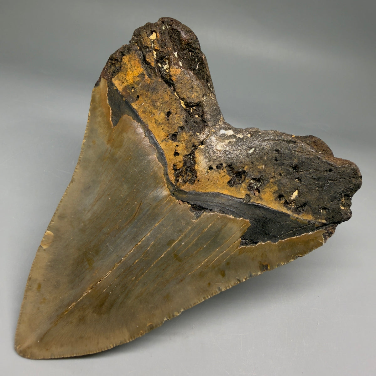 Back Right View Heart-shaped 4.63" Authentic Megalodon Tooth – North Carolina Fossil | Carcharocles megalodon megalodonteeth.com CM6758