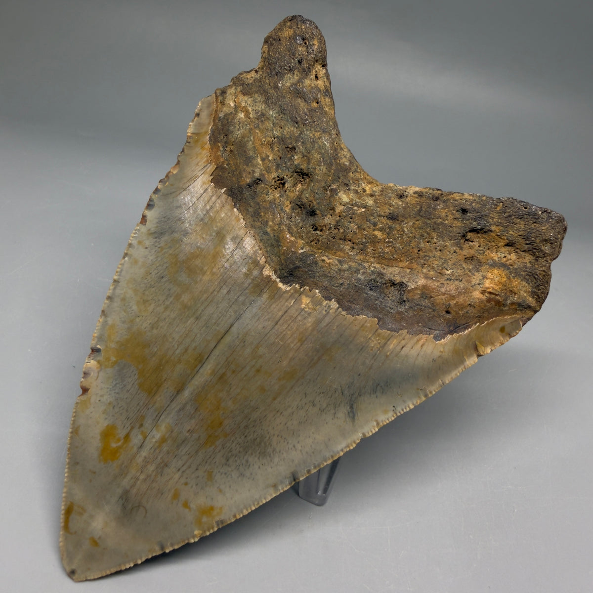 Back Right View Heart-shaped 4.82" Authentic Megalodon Tooth – North Carolina megalodonteeth.com CM6757 