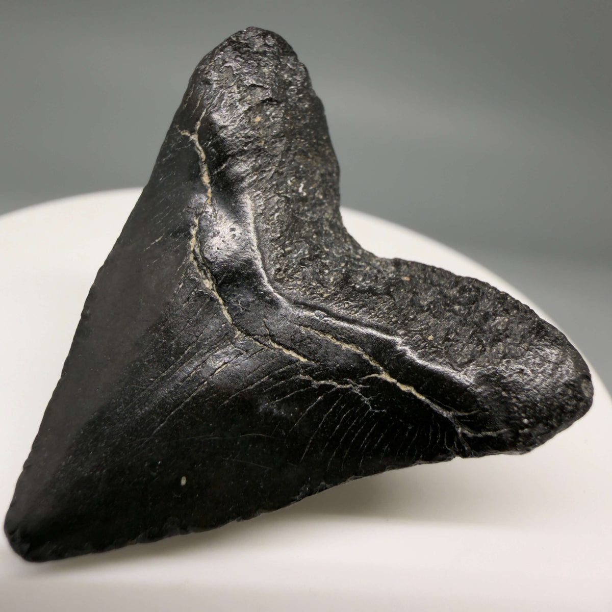 Back Right View Heart-shaped, Jet Black 1.40" Fossil Megalodon Tooth – South Carolina River Find | Authentic megalodonteeth.com CM6682