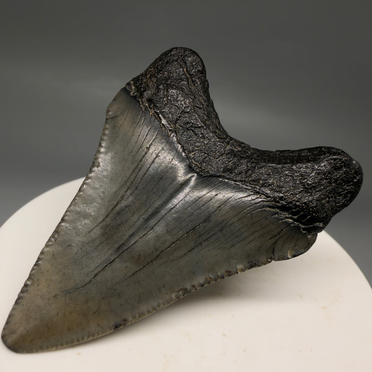 Back Right View Heart-shaped, dark colored 2.16" Fossil Megalodon Tooth – South Carolina River Find | Authentic megalodonteeth.com CM6732 