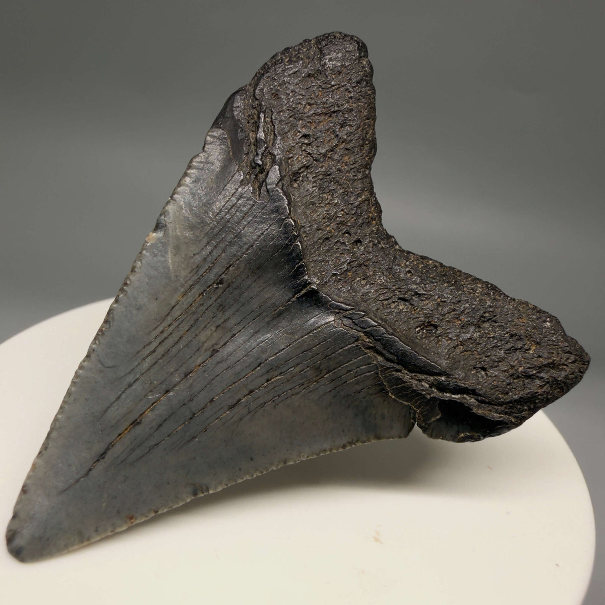 Back Right View Heart-shaped, dark colored 2.18" Fossil Megalodon Tooth – South Carolina River Find | Authentic megalodonteeth.com CM6685