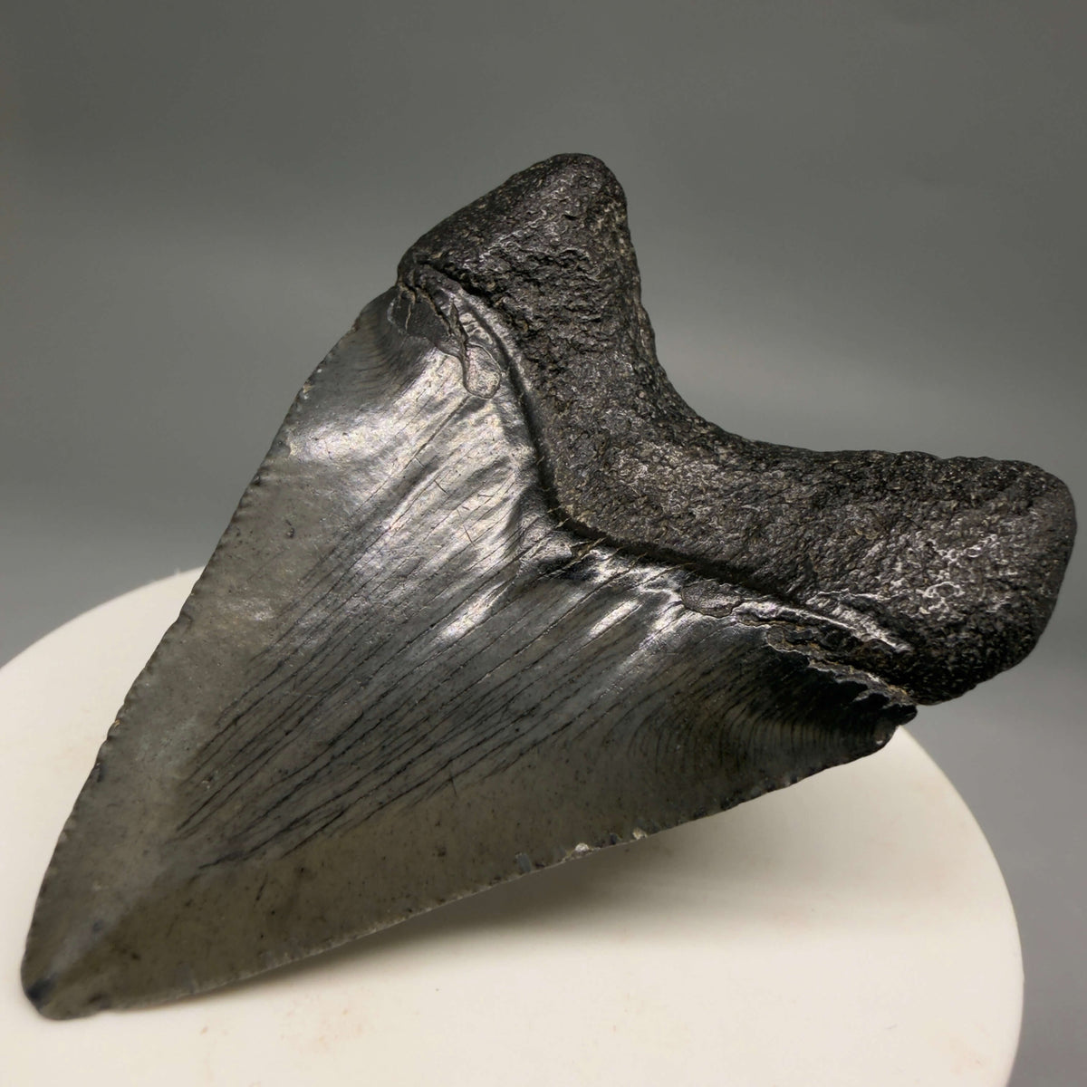 Back Right View Heart-shaped, dark colored 2.32" Colorful Fossil Megalodon Tooth – South Carolina River Find | Authentic megalodonteeth.com CM6692