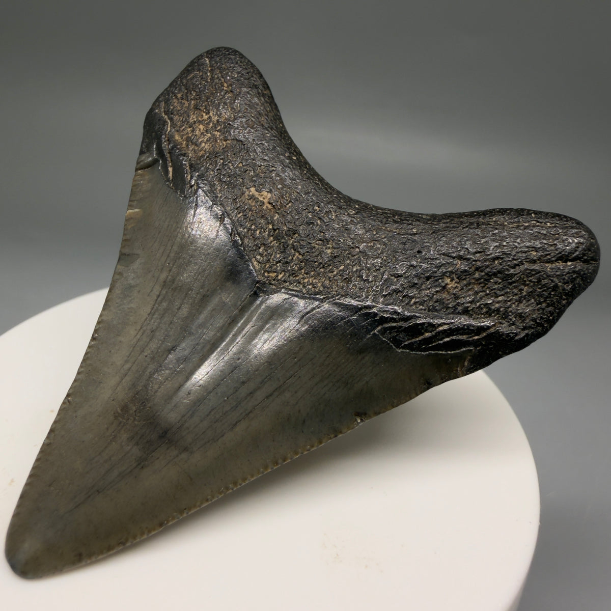 Back Right View Heart-shaped, dark colored 2.40" Fossil Megalodon Tooth – South Carolina River Find | Authentic megalodonteeth.com CM6736