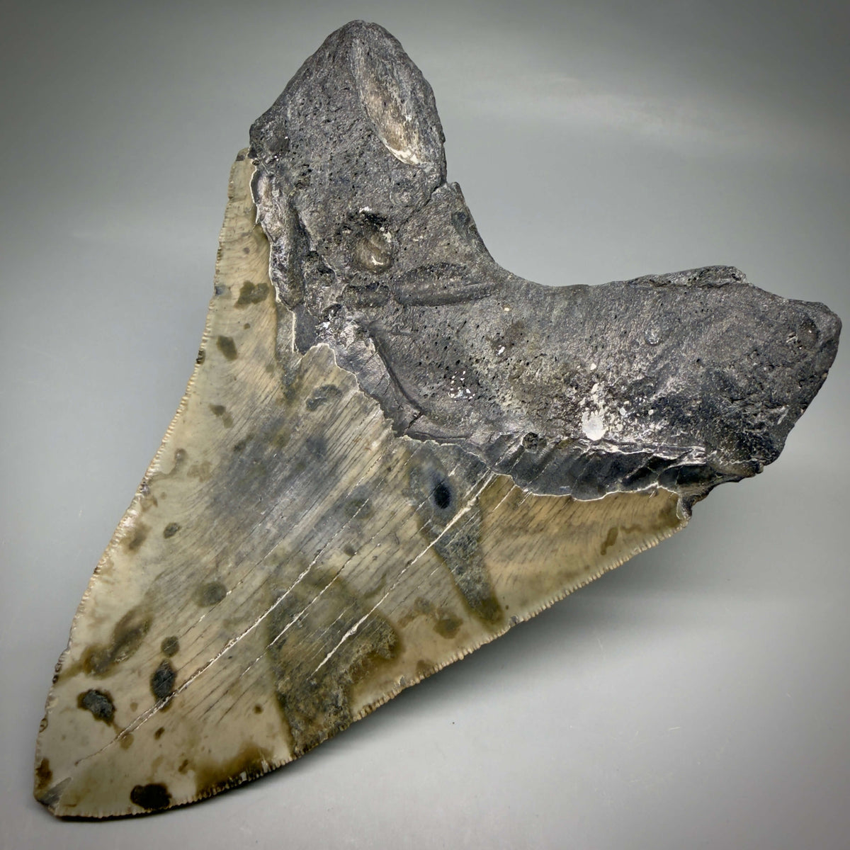 Back Right View Heart shaped, collector's quality 5.75" Authentic Megalodon Tooth – North Carolina Fossil | Carcharocles megalodon megalodonteeth.com CM6701