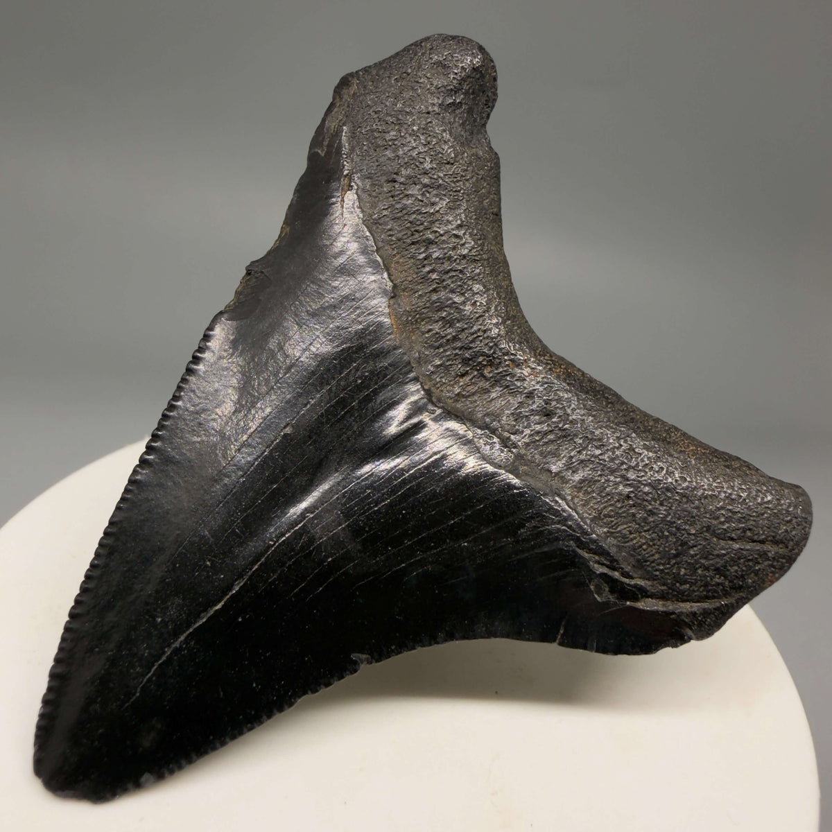 Back Right View Jet Black 2.40" Fossil Megalodon Tooth – South Carolina River Find | Authentic megalodonteeth.com CM6693